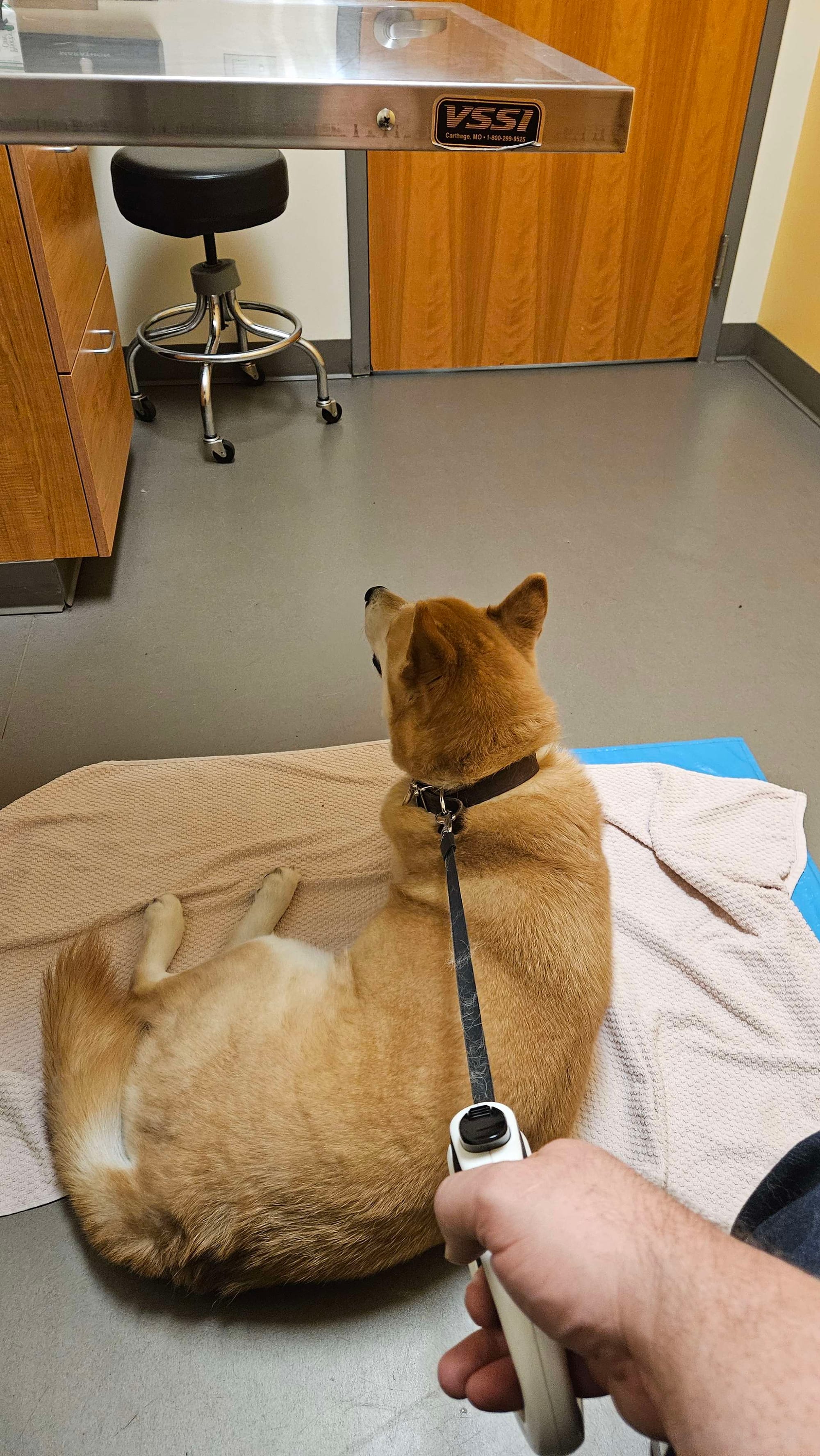 Sunny at the vet's office, waiting for the doctor to reappear from the "Friend door"