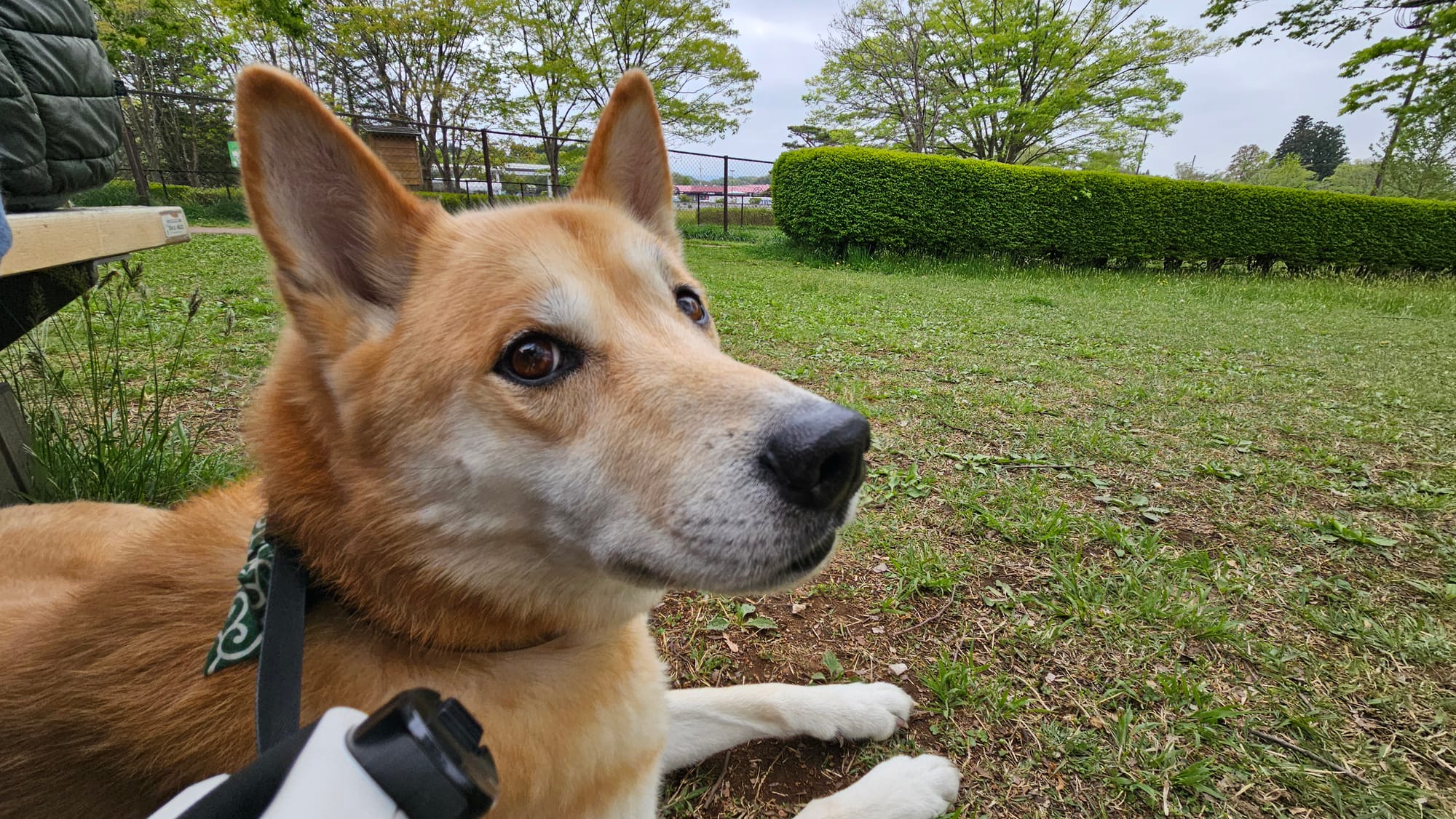 Sunny relaxing at a dog run in a Japanese Service Area rest stop.