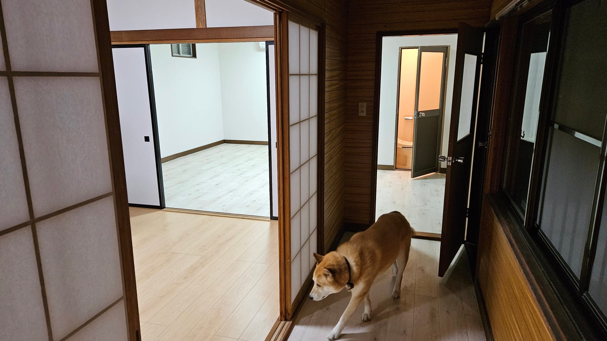 Sunny cautiously patrols the halls of our Japanese-style home
